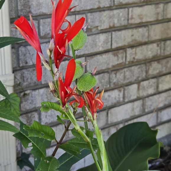 Canna seed st1-st8 - Picture 3 of 6